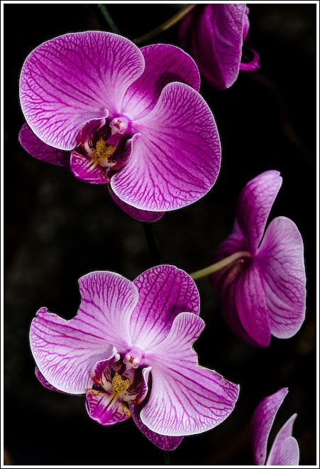 tasty-orchid.jpg
