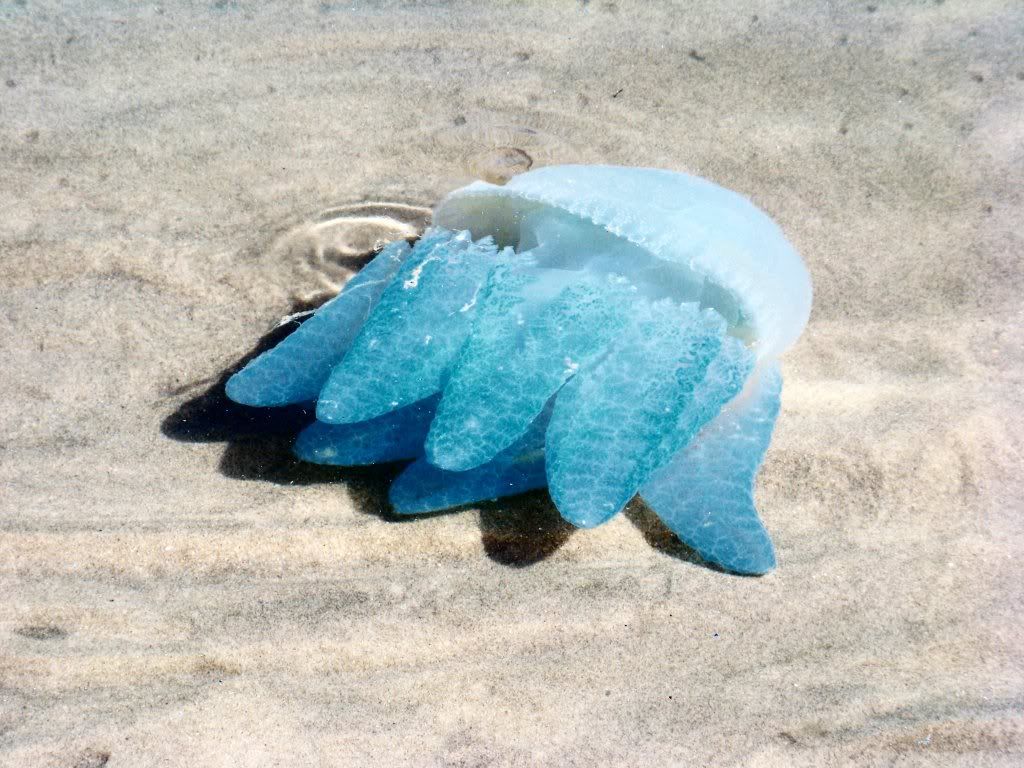 Jellyfish.jpg