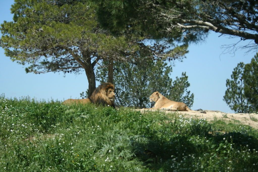 Lion5.jpg