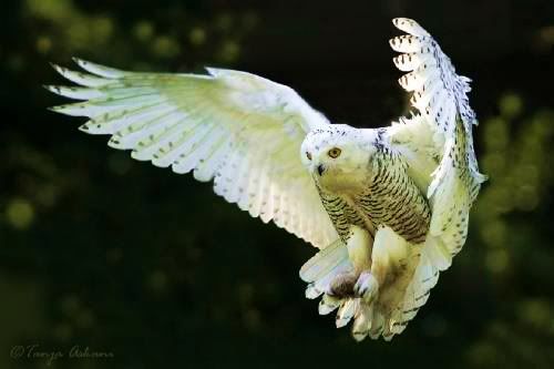 White Owl Pictures, Images and Photos