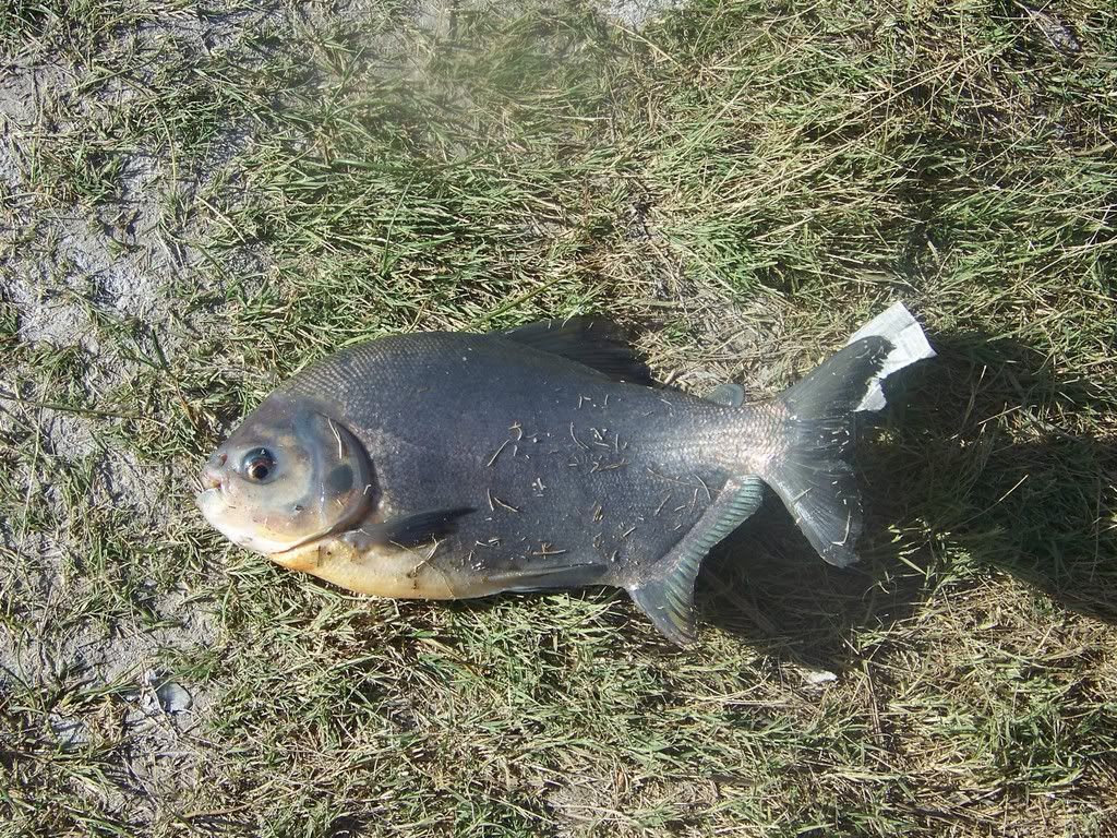 Lake NM 6/10/08(late report)(pics) Colorado Fisherman Forum