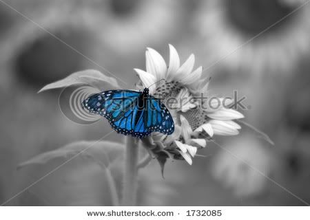 stock-photo-blue-butterfly-on-sunflower-with-a-