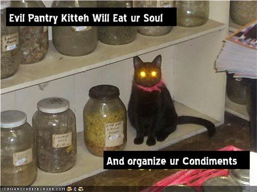 funny-pictures-pantry-cat-organizes.jpg
