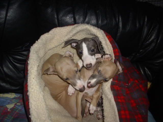 Puppies2009134.jpg