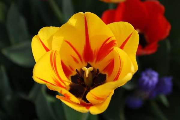 Tulipano giallo e rosso