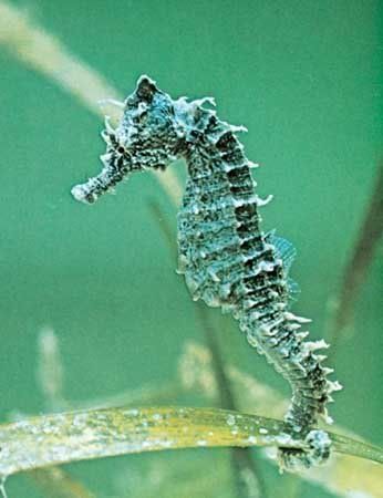 blue seahorse