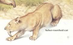 Saber-Toothed Cat Pictures, Images and Photos