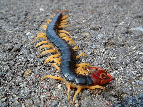 Centipede