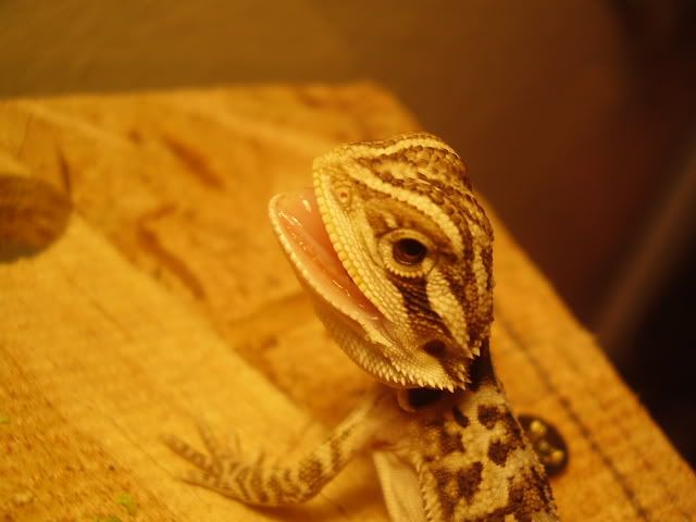 pics of the new baby littles with hsi mouth open