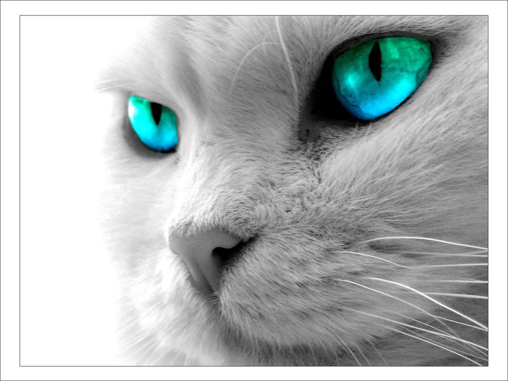 cat blue eyes