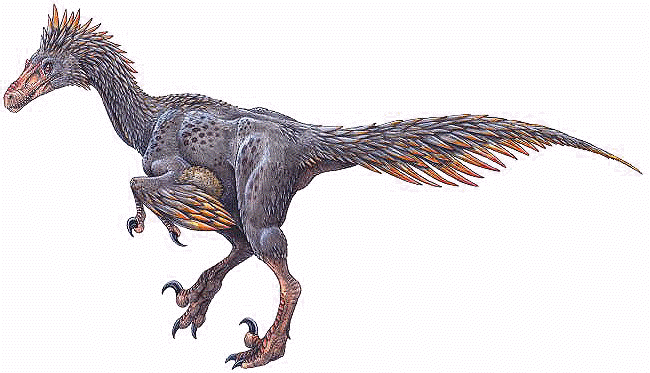 unenlagia  comahuensis Apakah Yang Terjadi Dengan Dinosaurus?