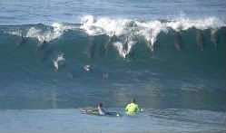 SurfwithDolphins-1.jpg Better to surf with dolphins than to swim with sharks image by lynn01_bucket