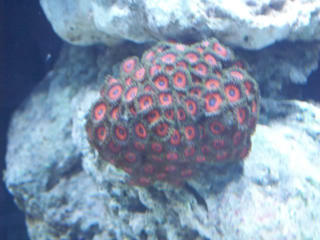 Red Zoa