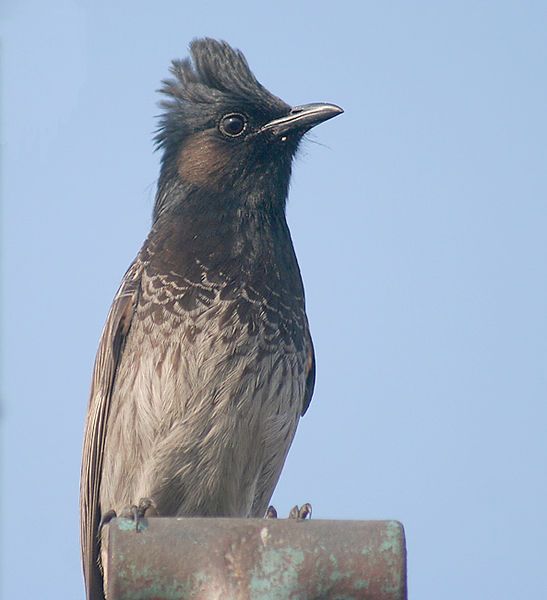 547px-Red_vented_Bulbul_I_IMG_6303.jpg