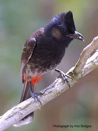 redventedbulbul1.jpg