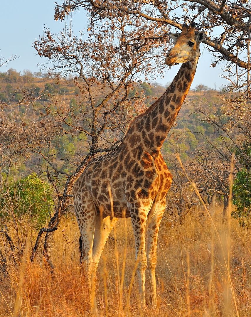 Giraffe in the wild Pictures, Images and Photos