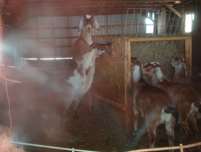 Pictures of my hay feeders-Low waste Easy to build! - Goats