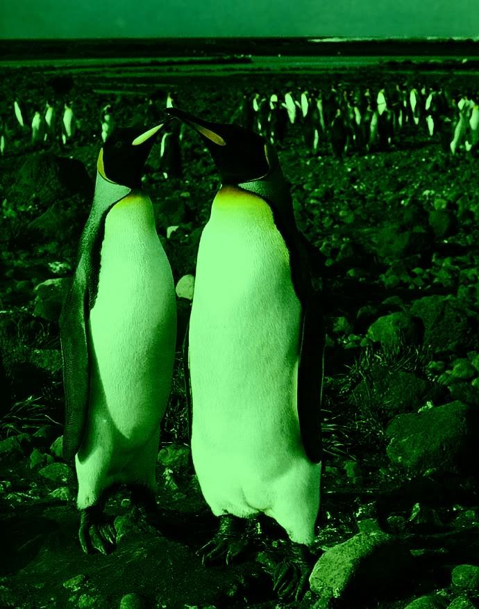 King-Penguins.jpg