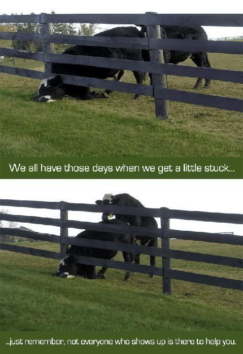 cow.jpg