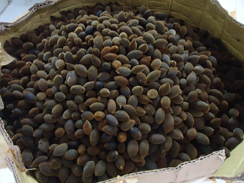 Trái say tươi loại i miền trung