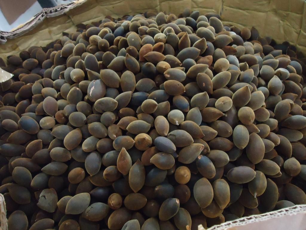 Trái say tươi loại i miền trung - 1