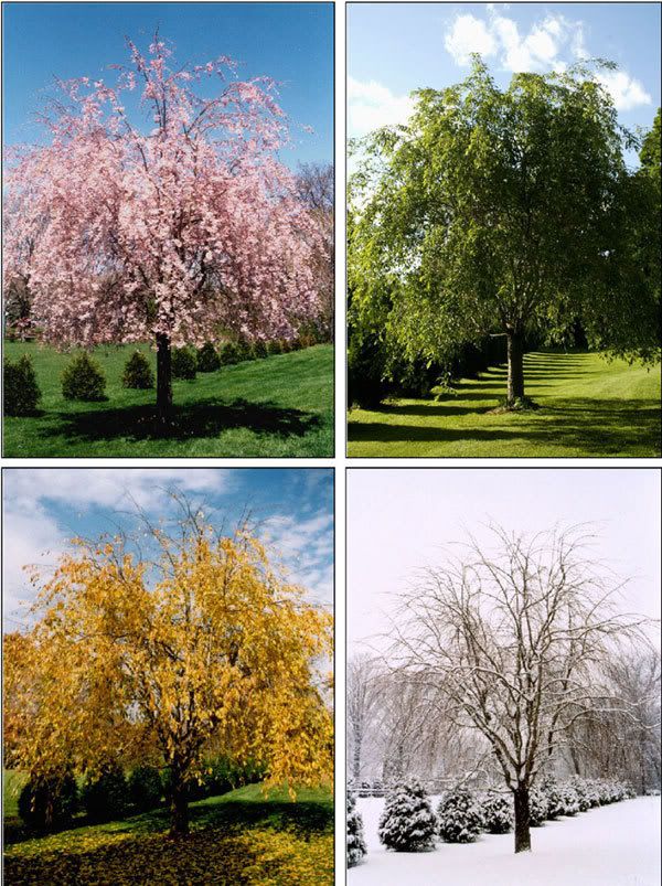 need pictures of seasons | A to Z Teacher Stuff Forums