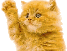 cat_orange_wave-1.gif