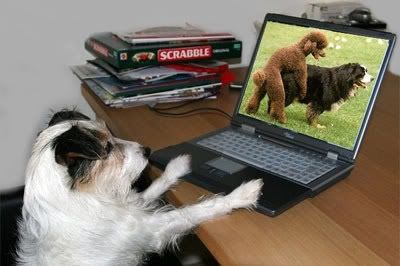 dog see laptop