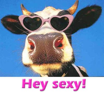 cow animal sexy
