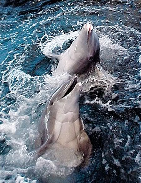 dolphindance.jpg