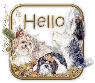 hello shih-tzu