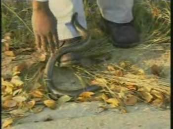 Island Blind Snake