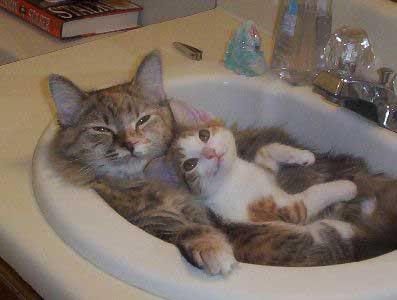 cats-kitten-sink1.jpg