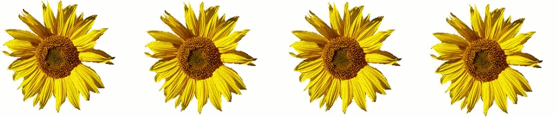 sunflower dance Pictures, Images and Photos