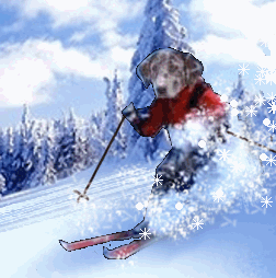 photo realfakegatorskichampgif_zpsa4b832bc.gif