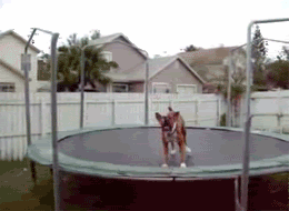 photo dog_trampolene_zpsca5bf56e.gif