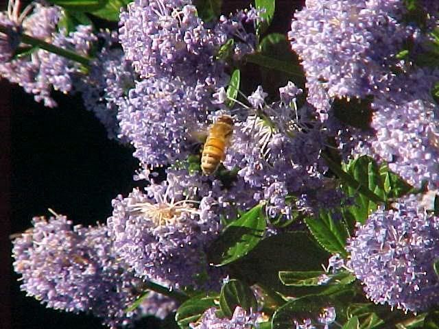 greatful honey bee lillac