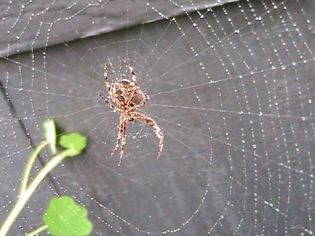 spider in watery web Pictures, Images and Photos