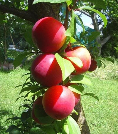 apple fruit photo: natural back acne treatment