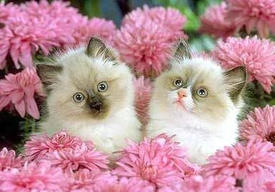 cat Pictures, Images and Photos