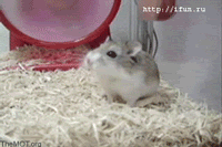 HamsterWheel.gif?t=1217716599