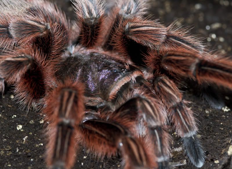 spider.jpg