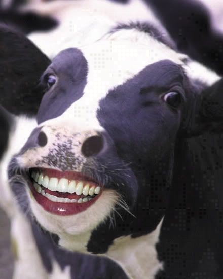 HappyCow.jpg