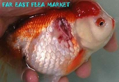 Fish Ulcer