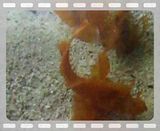 File Attachment: