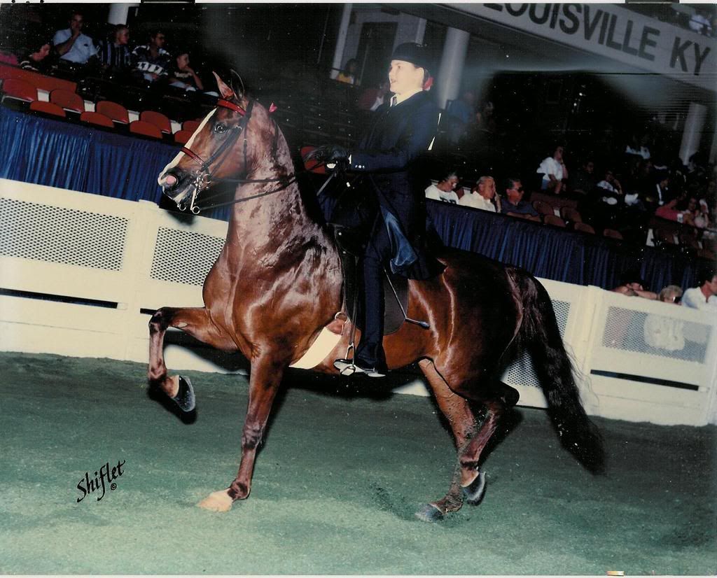 photo by Doug Shiflet at the World's Championship Horse Show, Louisville, KY