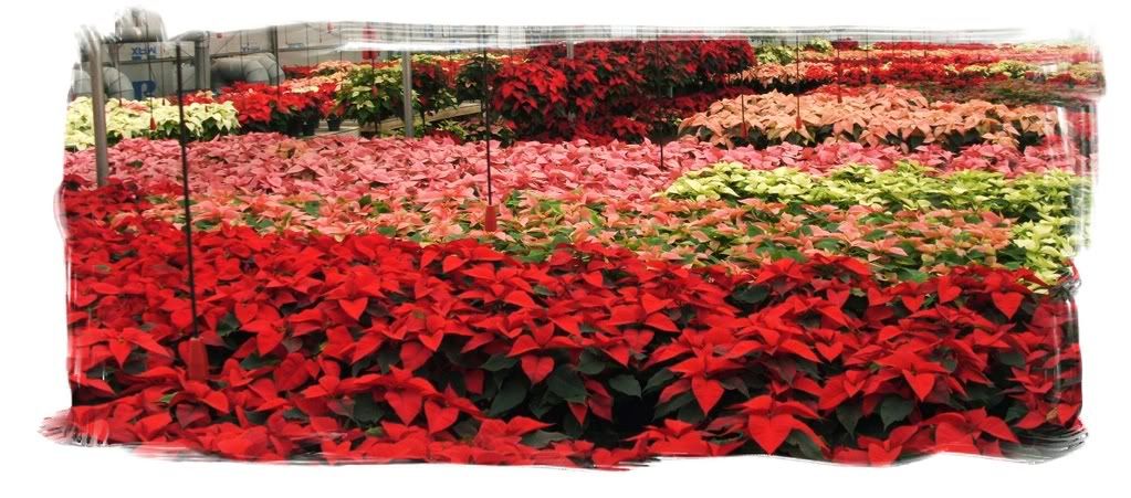 Poinsettias Pictures, Images and Photos