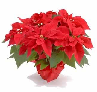 poinsettia1.jpg poinsettia image by Surfrunner11