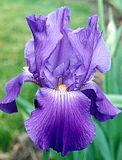 Chivalry-iris.jpg Iris image by Surfrunner11
