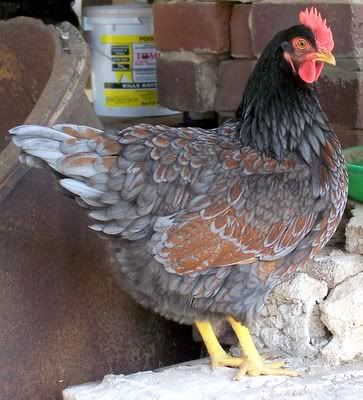 Backyard Poultry Forum • View topic - Feather Patterns and Colours